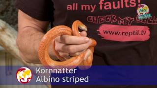 ReptilTV  Folge 38  Kornnattern Basics  Teil 1  Haltung [upl. by Naesyar]