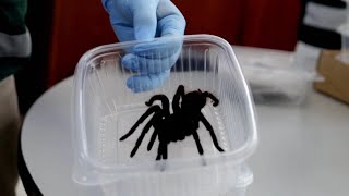 Hundreds of Tarantulas Smuggled on Mans Body [upl. by Enyamart]