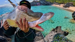 Catching A Giant Hogfish With Secret Bait [upl. by Peace]