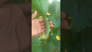 Torai growing eggplant  eggplant plant not growing  tips on growing eggplant [upl. by Herahab464]