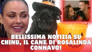 Bellissima Notizia su Chinu il Cane di Rosalinda Connavo [upl. by Aidas]