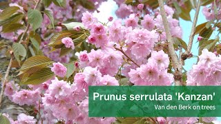 Prunus serrulata Kanzan  Van den Berk on Trees [upl. by Swanhilda449]