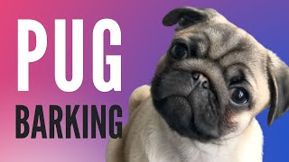 Pug Barking Sound FX NEW [upl. by Aticilef]