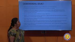 STRUCTURE FUNCTION AND TYPES OF RNA BY Dr S VIJAYAKUMARI ZOOLOGY DEPARTMENT [upl. by Htinek680]