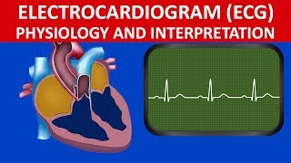 Circulation electrocardiogram ECG physiology and interpretation [upl. by Karlie]