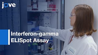 Interferongamma ELISpot Assay to Measure T Cell Responses  Protocol Preview [upl. by Dori]