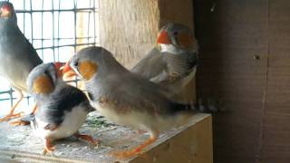 Zebra Finches FightingAVI [upl. by Melisent737]