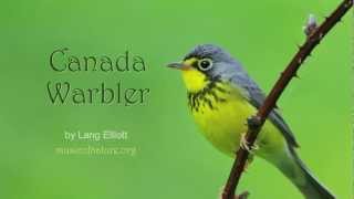 Canada Warbler [upl. by Sima]