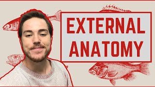 Ichthyology Lesson 3  External Anatomy [upl. by Adnalram445]