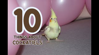 💭 10 Things About Cockatiels 📜 [upl. by Trueman]