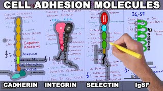 Cell Adhesion Molecules  Structure and Types [upl. by Merp]