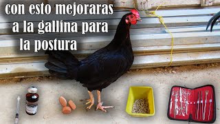 COMO MEJORAR A LA GALLINA PARA LA POSTURA [upl. by Tlevesoor296]