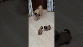 Lhasa apso Puppies for sale in 08750568063happykennel youtubeshortsshortvideo delhi gurgaon [upl. by Myo]