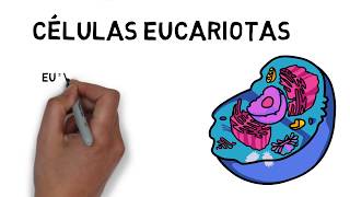 El núcleo  Células eucariotas [upl. by Berlauda]