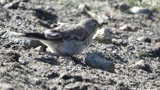 Blackwinged Snowfinch juvenile [upl. by Egidius360]