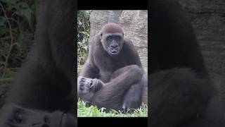 4yearold gorilla wants milk 😆 gorillatag 金剛猩猩 台北市立動物園 shorts [upl. by Tris]