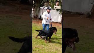 Rottweiler vs doberman rottweiler dog [upl. by Ahsinahs]