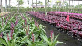 Bromeliad Sales  Bullis Bromeliads  Blue Tango P  Aechmea Del Mar P  Award Winning [upl. by Irej]