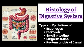 Digestive System Histology Explained  Types of Epithelium in the Gastrointestinal Tract [upl. by Llehctim431]