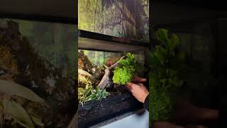 Set up a Dart Frog tanks with us in our ProRep Terrarium dartfrog [upl. by Clemens]