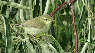 Greenish Warbler  Phylloscopus trochiloides  Grauwe Fitis  Zeebrugge  Belgium  October 26 2023 [upl. by Mieka]