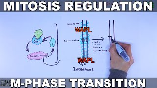 Mitosis Regulation  MPhase Transition [upl. by Ahtabbat12]