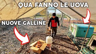 Come COSTRUIRE un POLLAIO fai da te per GALLINE [upl. by Goldin709]