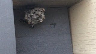 How to remove hornet’s nest safely [upl. by Aidiruy]