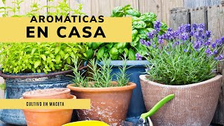 Plantas Aromáticas en casa 🌱​ Cultivo y siembra en maceta 👩‍🌾​ Jardinatis ​​ [upl. by Airel136]