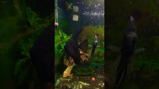 South American Cichlid aquarium [upl. by Apilef]