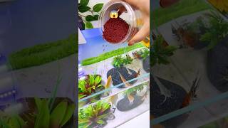 Dont Feed Fish Like That Instead Use This Small Tool fish farmer aquarium waterlife subscribe [upl. by Aimar303]