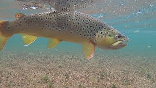 Fly Fishing South Platte  Deckers [upl. by Absalom]