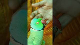 A mitthu  parrot birds cute parrottalking cat animals parrotcomedy cuteanimal cute [upl. by Waters]