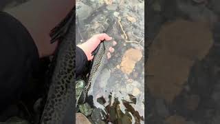 Big Alaskan cutthroat fishing alaska trout [upl. by Manvil]