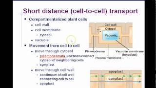 AP Biology Chapter 36 Plant Transport Part 1 [upl. by Nessaj]