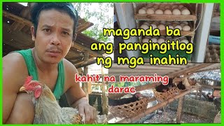 Maganda ba ang pangingitlog ng ating mga anahin kahit maraming daracnativechickenfarming [upl. by Hsatan]