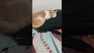 Mi gatita se durmió en mi guitarra 🥹 Adiós ensayo gatos [upl. by Scharaga]