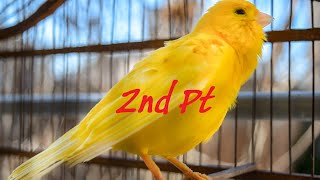 The Ultimate Canary singing video from a legend  Powerful canary training song Pt2 [upl. by Geraint]