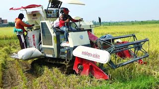 Rice harvest on tens of hectares is complete minutes with COMBINE HARVESTER MAXXI BIMO 102 [upl. by Boys]