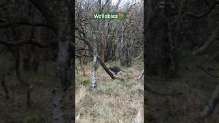 Wallabies 🦘 in the CurraghsWildlifePark🌲 in the isleofman 🇮🇲 iom shorts travel wallabies [upl. by Sucramad]