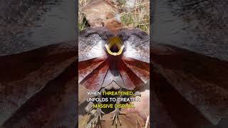 Frilled Neck Lizard RealLife Jurassic Park Lizard [upl. by Ayouqat265]