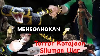 Warga Dibuat Panik Ular Cincin Emas Muncul dan Meneror 😱 [upl. by Eugenie]