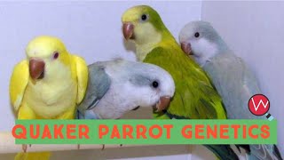 Quaker Parrot Genetics  Breeding Combinations [upl. by Aihsenyt87]