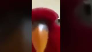 Red bird laughing meme but bad [upl. by Schach]