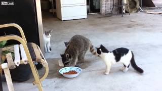 Raccoon steals cat foodЕнот ворует корм для кошек [upl. by Claudie]