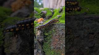 Yellow spotted millipede gojar kankhajura kede railkeda kabkhajura nature naturelovers [upl. by Iadrahs]