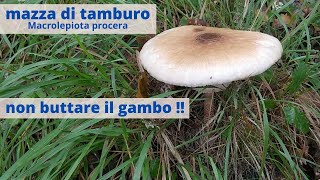 mazza di tamburocome utilizzare anche il gambo [upl. by Aicemed215]