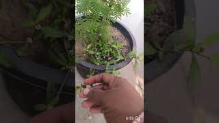 Bhringraj plant ke fayde trending plants trending viralvideos [upl. by Pillihp]