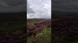 Peak District Heathers around Stanage Edge Peaceful video with piano music  Check out full video [upl. by Eskill]