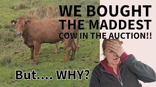 Why did we buy the CRAZY cow Bentham auction [upl. by Earas]